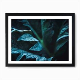 Dark Cardoon Art Print