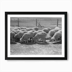 Untitled Photo, Possibly Related To Sheep Of Fsa (Farm Security Administration) Client Near Hoxie Art Print