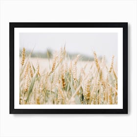 Wheat Field Scenery Art Print