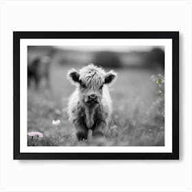 Highland Calf 2 Art Print