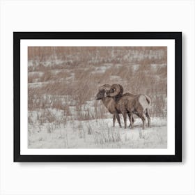 Snowy Bighorn Sheep In Winter Art Print