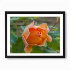 Orange Rose Art Print