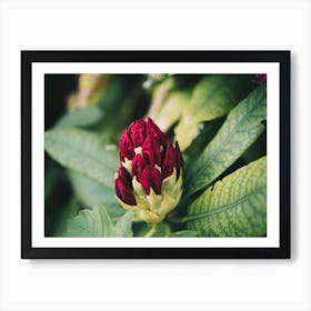 Honeysuckle Art Print