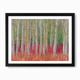 Birch Forest Art Print