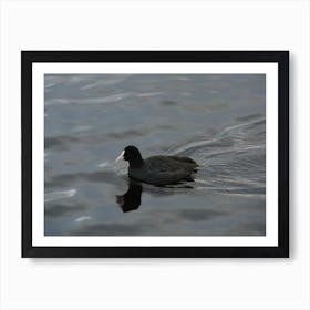 Black Duck In Water Art Print