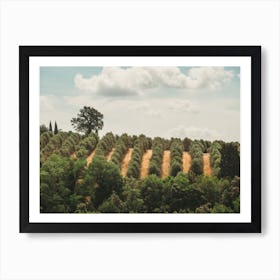 Olive Grove In Tuscany Art Print