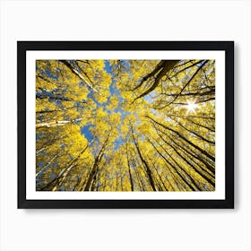 Aspen Trees Art Print