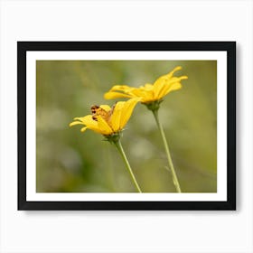 Fritillary Butterfly In A Yellow Wildflower Art Print