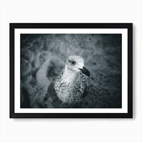 Seagull V Art Print