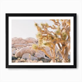 Sun Drenched Joshua Tree Art Print