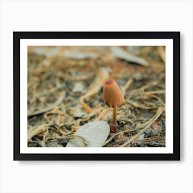 Mushroom In The Ground Art Print