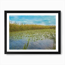 Water Lily Pool 5 Art Print