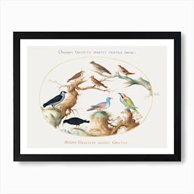 Cross Beak, Chough, Bee Eater, And Other Birds (1575–1580), Joris Hoefnagel Art Print