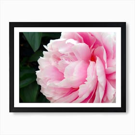 Pink Peony Flower Art Print