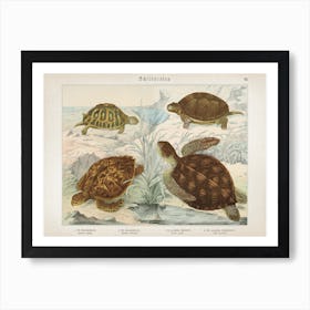 Vintage Schubert 6 Schildkröten 8 Art Print