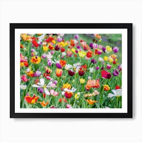 Spring Tulips Art Print