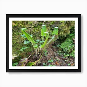 Ferns Art Print