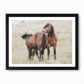 Two Horses Cleaning Each Other Art Print