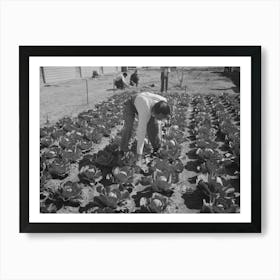 Agricultural Worker In Cabbage Field, Yuma County, Arizona By Russell Lee Art Print