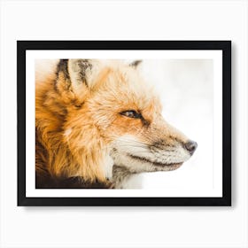 Winter Red Fox Art Print