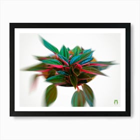 Peperomia Caperata Rosso 20180329 136 Rt1ppub Affiche