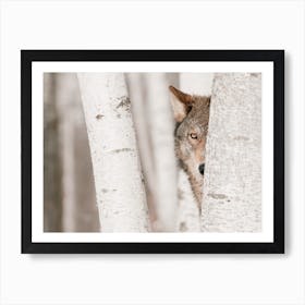 Winter Wolf Hiding Art Print