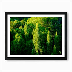 Trees In The Forest 20230815194032rt1pub Art Print