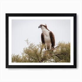 Sea Eagle Nest Art Print