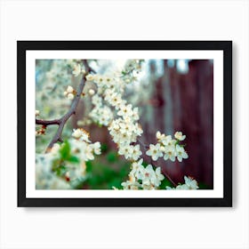 Blossoming Cherry Tree Art Print