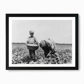 Southeast Missouri Farms, Children Of Sharecropper Picking String Beans By Russell Lee Art Print