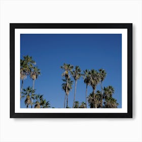 Palm Trees And Blue Skies Art Print