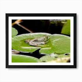 Bullfrog Sitting On A Lily Pad Art Print