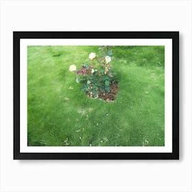 Beautiful Flowers In A Garden By Binod Dawadi Art Print