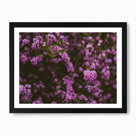 Purple Botanicals Art Print