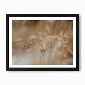 Winter Flower Art Print