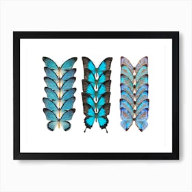 Collection Of 3 Rows Of Butterflies Poster