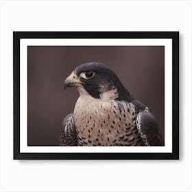 Coopers Hawk Art Print