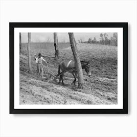 Spring Plowing In Cut Over Region Of East Texas Near Harleton, Texas By Russell Lee Art Print