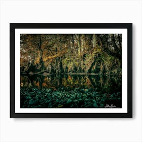 Cypress Pond Art Print