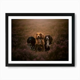 Three Cocker Spaniels In A Heather Field- Scotland Highland UK dog photo print - moody animal photography Art Print