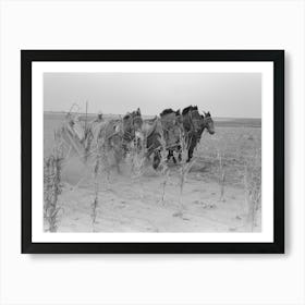 Untitled Photo, Possibly Related To Four Horse Team Cutting Corn For Fodder, Sheridan County, Kansas By Russell Art Print