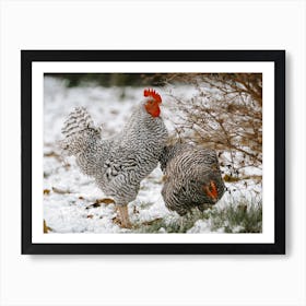 Two Chickens In Snow Art Print