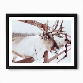 Reindeer In Winter Art Print