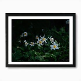 Avalanche Lilies Art Print