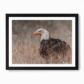 Bald Eagle In Field Art Print