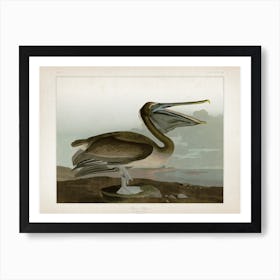 Vintage Audubon 2 Brown Pelican Art Print