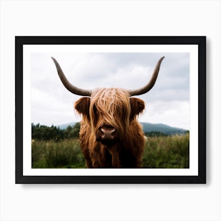 Scottish Highland Cattle 2 Art Print