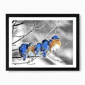 Bluebirds On A Branch Art Print