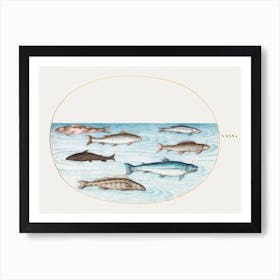 Salmon, Trout And Freshwater Fish (1575–1580), Joris Hoefnagel Art Print