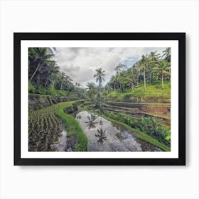 Rice Terraces In Bali Art Print